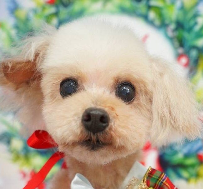 こころみたすペット思い出セレモニーにて葬儀したペットちゃん | まめちゃん