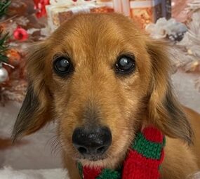 トウシロウくん | こころみたす ペット思い出セレモニー