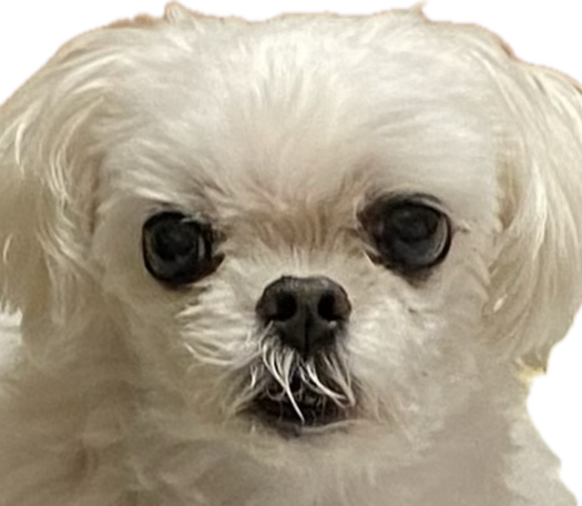 こころみたすペット思い出セレモニーにて葬儀したペットちゃん | ゆずピーくん