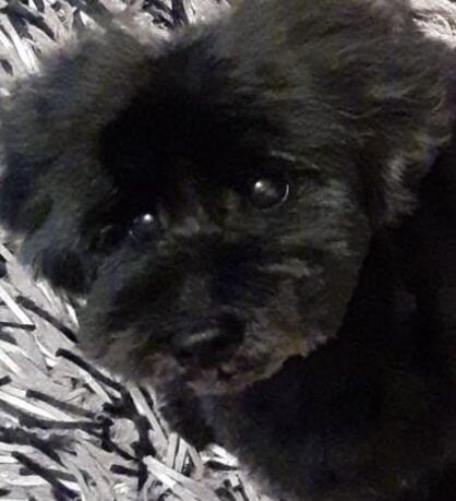 こころみたすペット思い出セレモニーにて葬儀したペットちゃん | きんくん