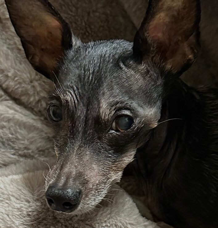 こころみたすペット思い出セレモニーにて葬儀したペットちゃん | まりもちゃん