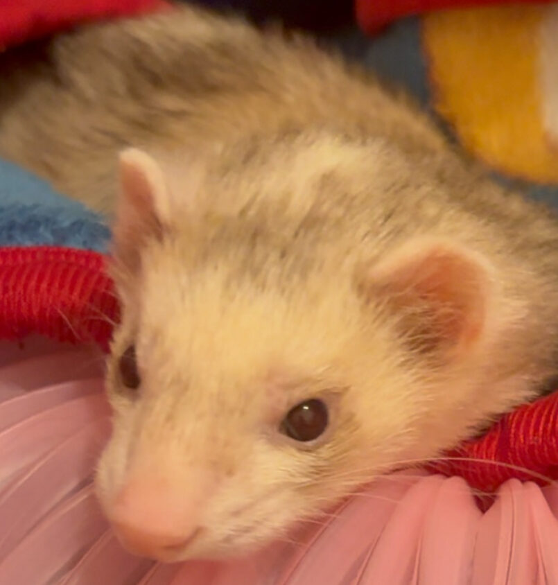 こころみたすペット思い出セレモニーにて葬儀したペットちゃん | くうちゃん