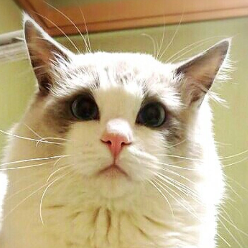 ラグくん | こころみたす ペット思い出セレモニー