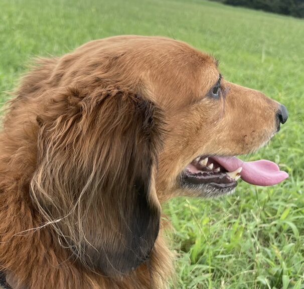 こころみたすペット思い出セレモニーにて葬儀したペットちゃん | 剣心くん