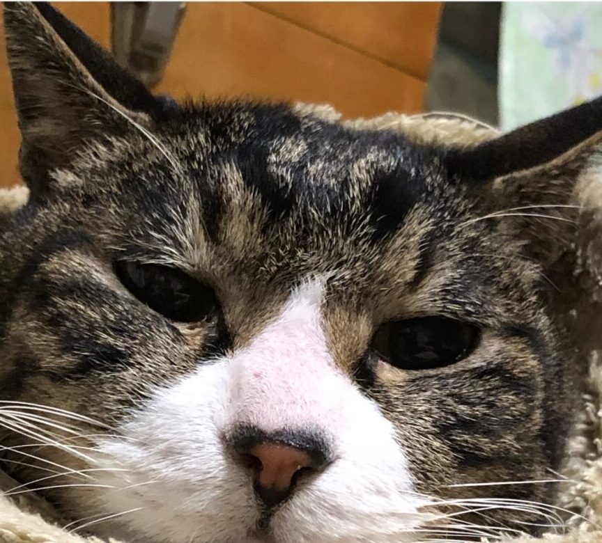 こころみたすペット思い出セレモニーにて葬儀したペットちゃん | なつめくん