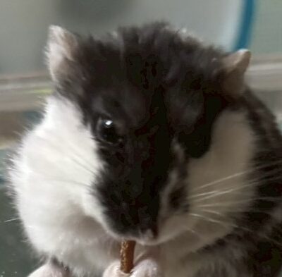 こころみたすペット思い出セレモニーにて葬儀したペットちゃん | ぽてちゃん