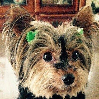 ポコくん | こころみたす ペット思い出セレモニー