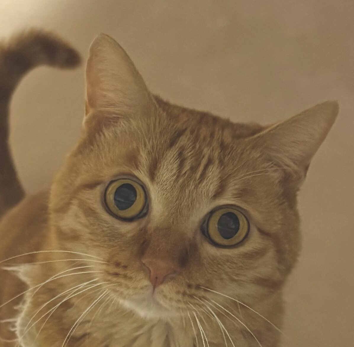 ミョウミョウくん | こころみたす ペット思い出セレモニー