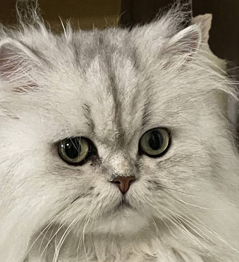 こころみたすペット思い出セレモニーにて葬儀したペットちゃん | シュガーちゃん