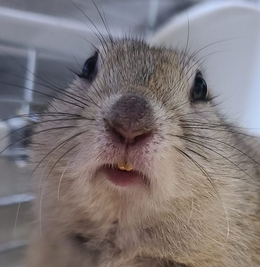 ぴぃくん | こころみたす ペット思い出セレモニー