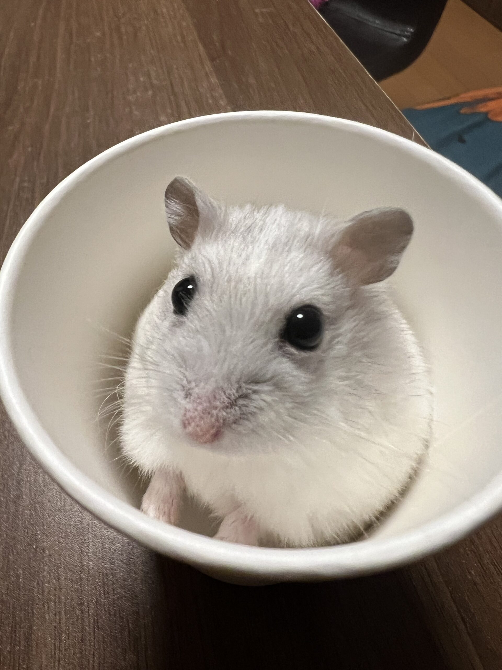 あんこくん | こころみたす ペット思い出セレモニー