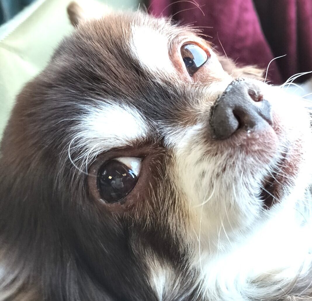 こころみたすペット思い出セレモニーにて葬儀したペットちゃん | ジュンくん