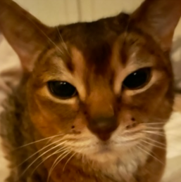 こころみたすペット思い出セレモニーにて葬儀したペットちゃん | もかちゃん