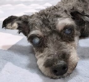 もみじくん | こころみたす ペット思い出セレモニー