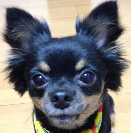 こころみたすペット思い出セレモニーにて葬儀したペットちゃん | 朧くん