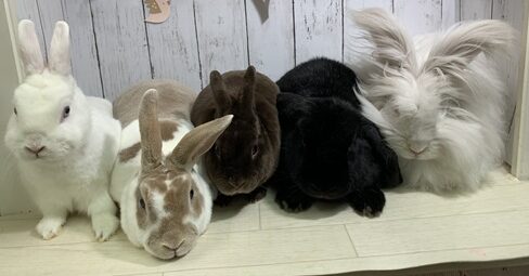 こころみたすペット思い出セレモニーにて葬儀したペットちゃん | コットンちゃん