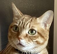 こころみたすペット思い出セレモニーにて葬儀したペットちゃん | 茶太郎くん