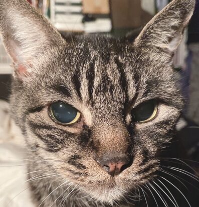 しゅらちゃん | こころみたす ペット思い出セレモニー