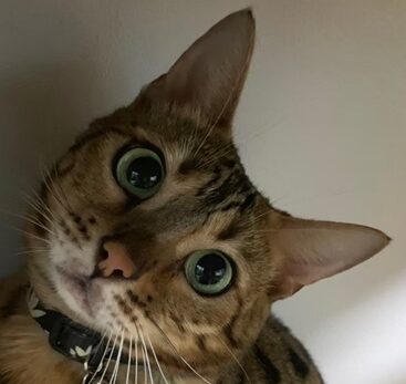 こころみたすペット思い出セレモニーにて葬儀したペットちゃん | ちょこちゃん