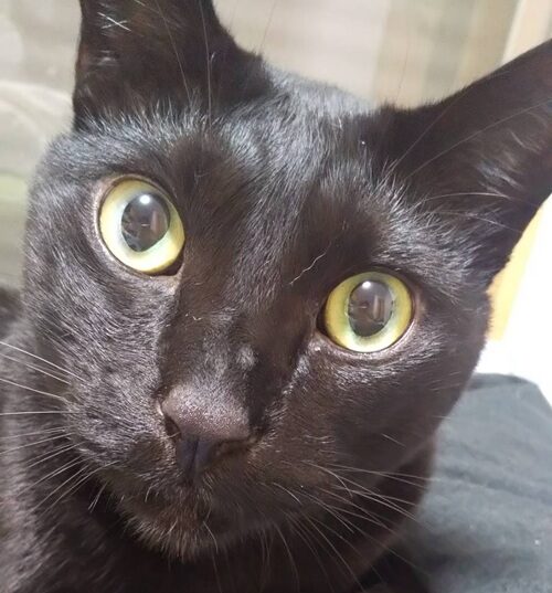 玄武くん | こころみたす ペット思い出セレモニー