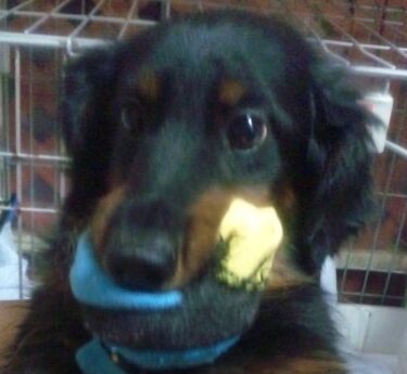 こころみたすペット思い出セレモニーにて葬儀したペットちゃん | リュウくん