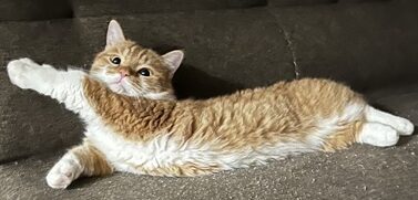 こころみたすペット思い出セレモニーにて葬儀したペットちゃん | ちくわくん