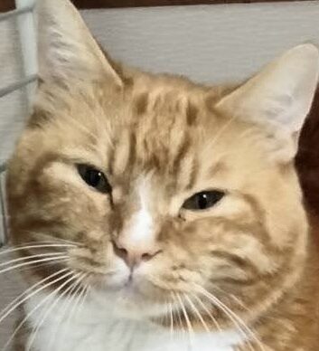 こころみたすペット思い出セレモニーにて葬儀したペットちゃん | 虎丸くん