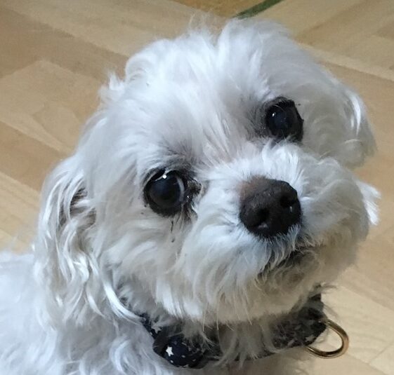 レオンくん | こころみたす ペット思い出セレモニー