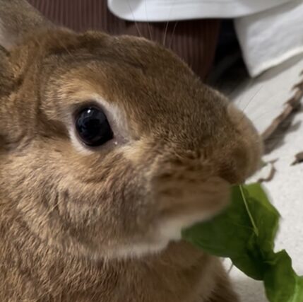 きなこくん | こころみたす ペット思い出セレモニー