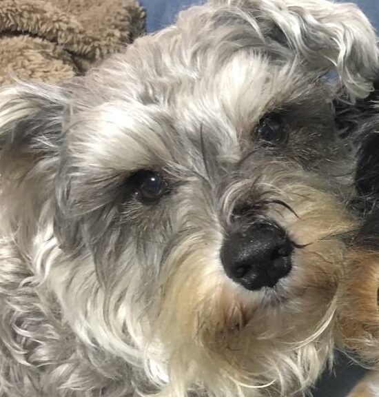 こころみたすペット思い出セレモニーにて葬儀したペットちゃん | ゆっけくん