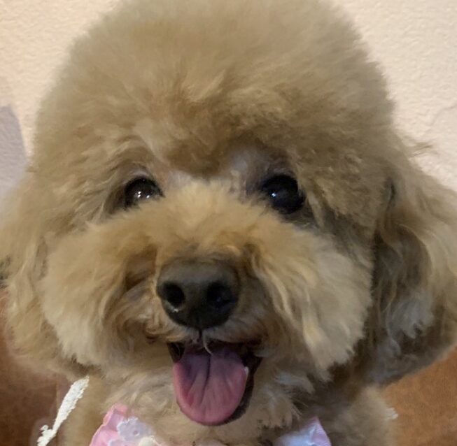 こころみたすペット思い出セレモニーにて葬儀したペットちゃん | シェルくん