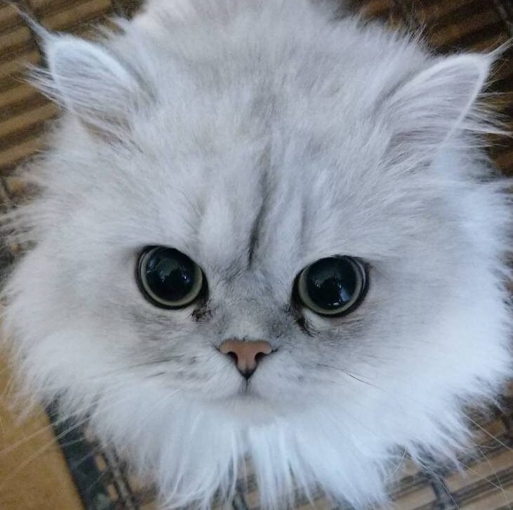 ム~くん | こころみたす ペット思い出セレモニー