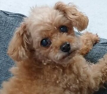 テンくん | こころみたす ペット思い出セレモニー