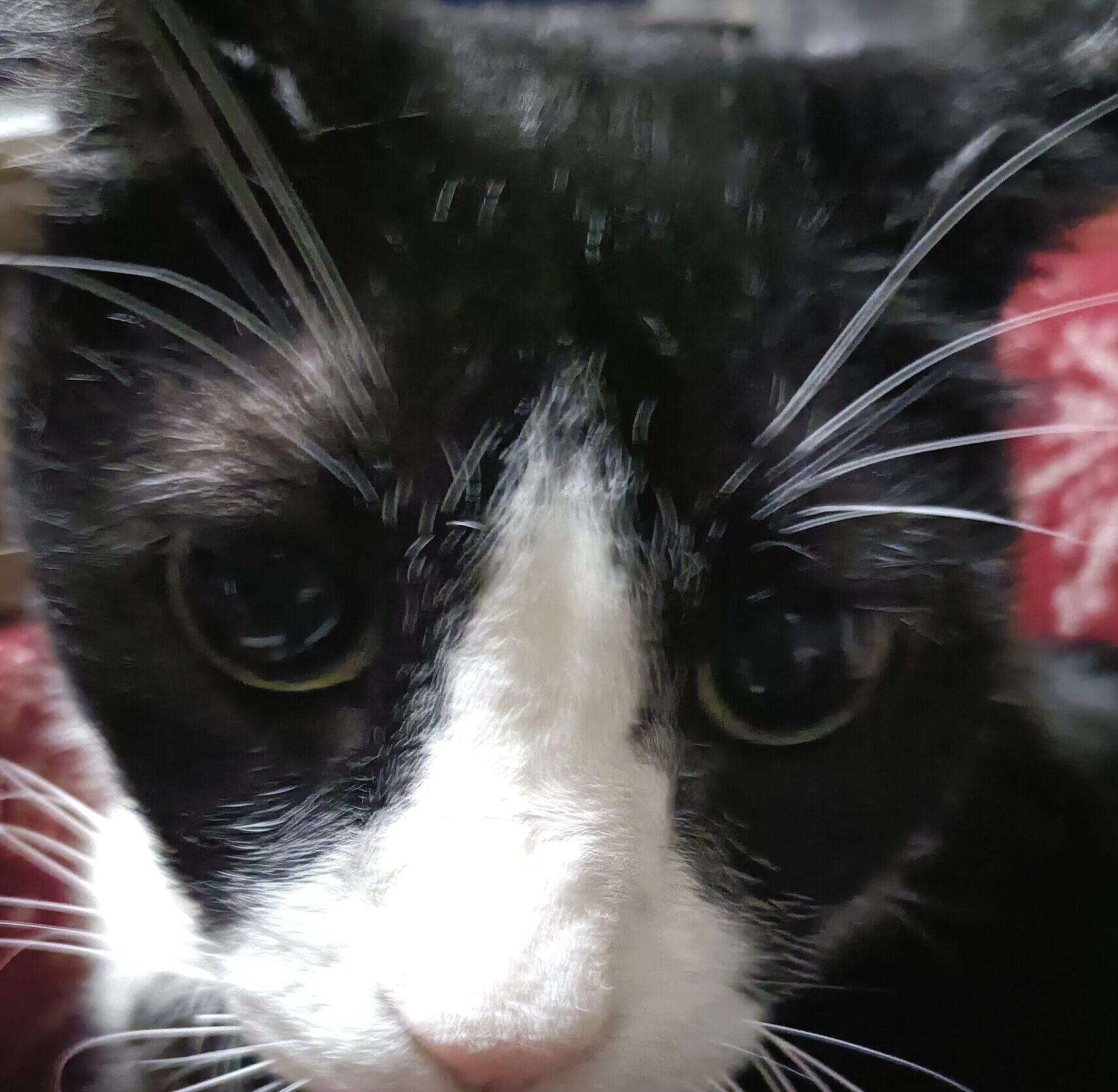 亜樹くん | こころみたす ペット思い出セレモニー