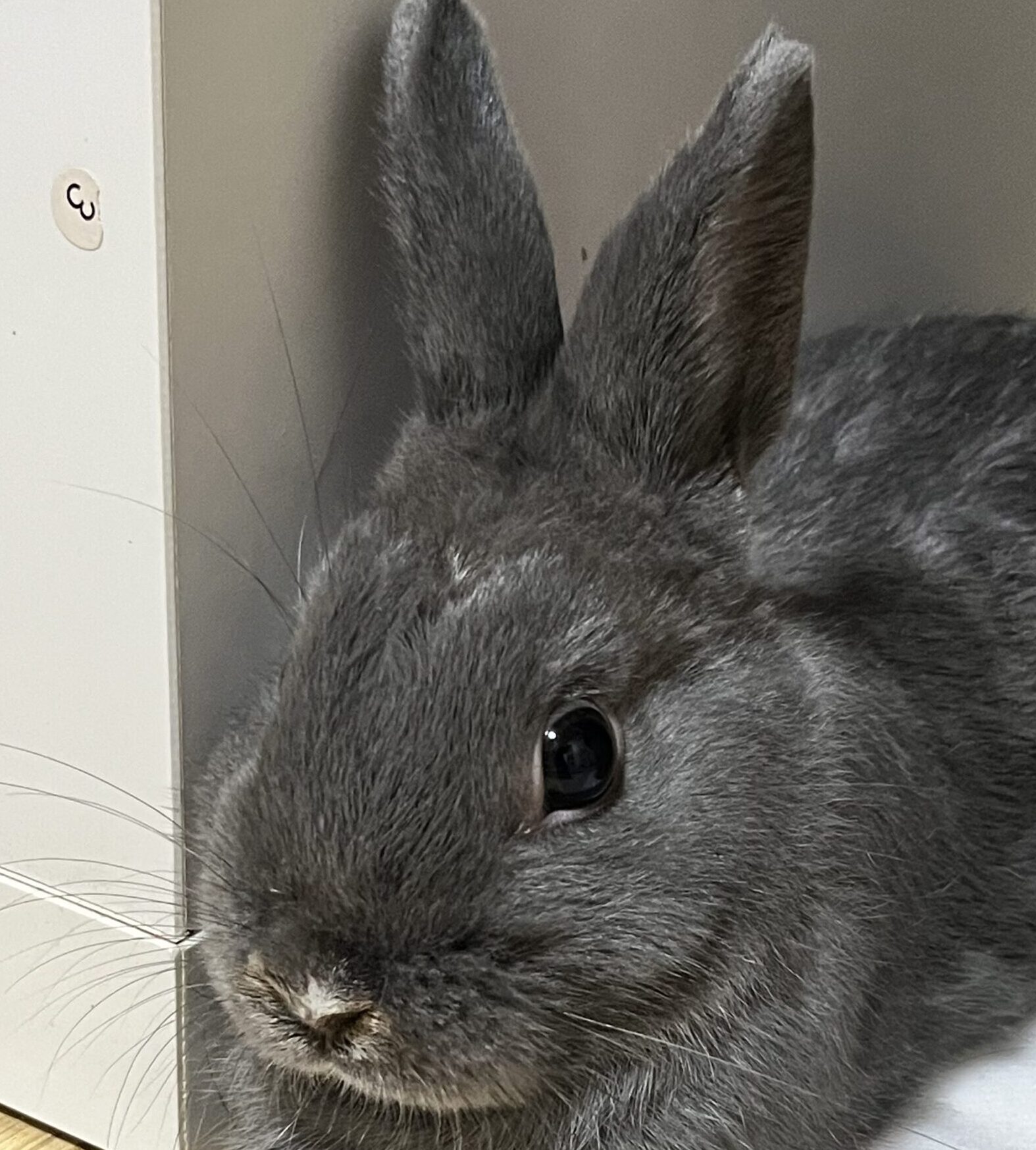 こころみたすペット思い出セレモニーにて葬儀したペットちゃん | テンテンくん