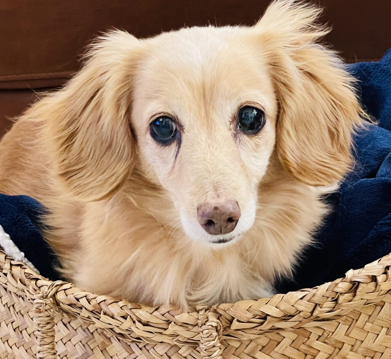 こころみたすペット思い出セレモニーにて葬儀したペットちゃん | リラちゃん