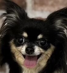 こころみたすペット思い出セレモニーにて葬儀したペットちゃん | ももちゃん