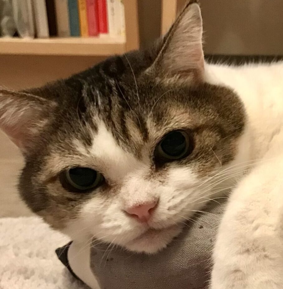 こころみたすペット思い出セレモニーにて葬儀したペットちゃん | チルチルミチルちゃん