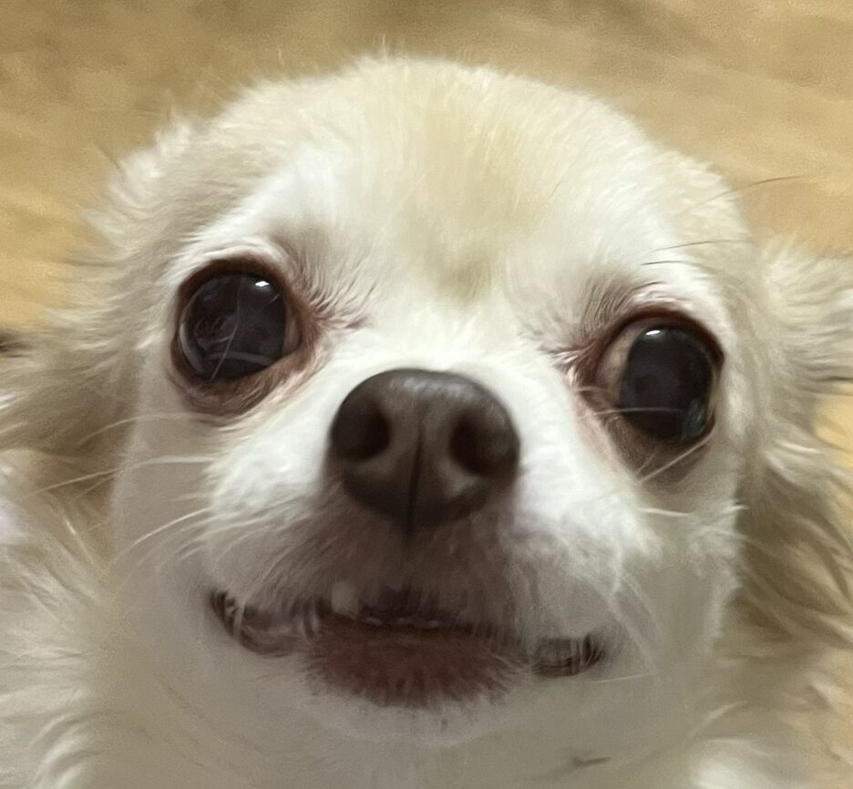 凛ちゃん | こころみたす ペット思い出セレモニー