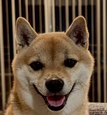 こころみたすペット思い出セレモニーにて葬儀したペットちゃん | モモちゃん