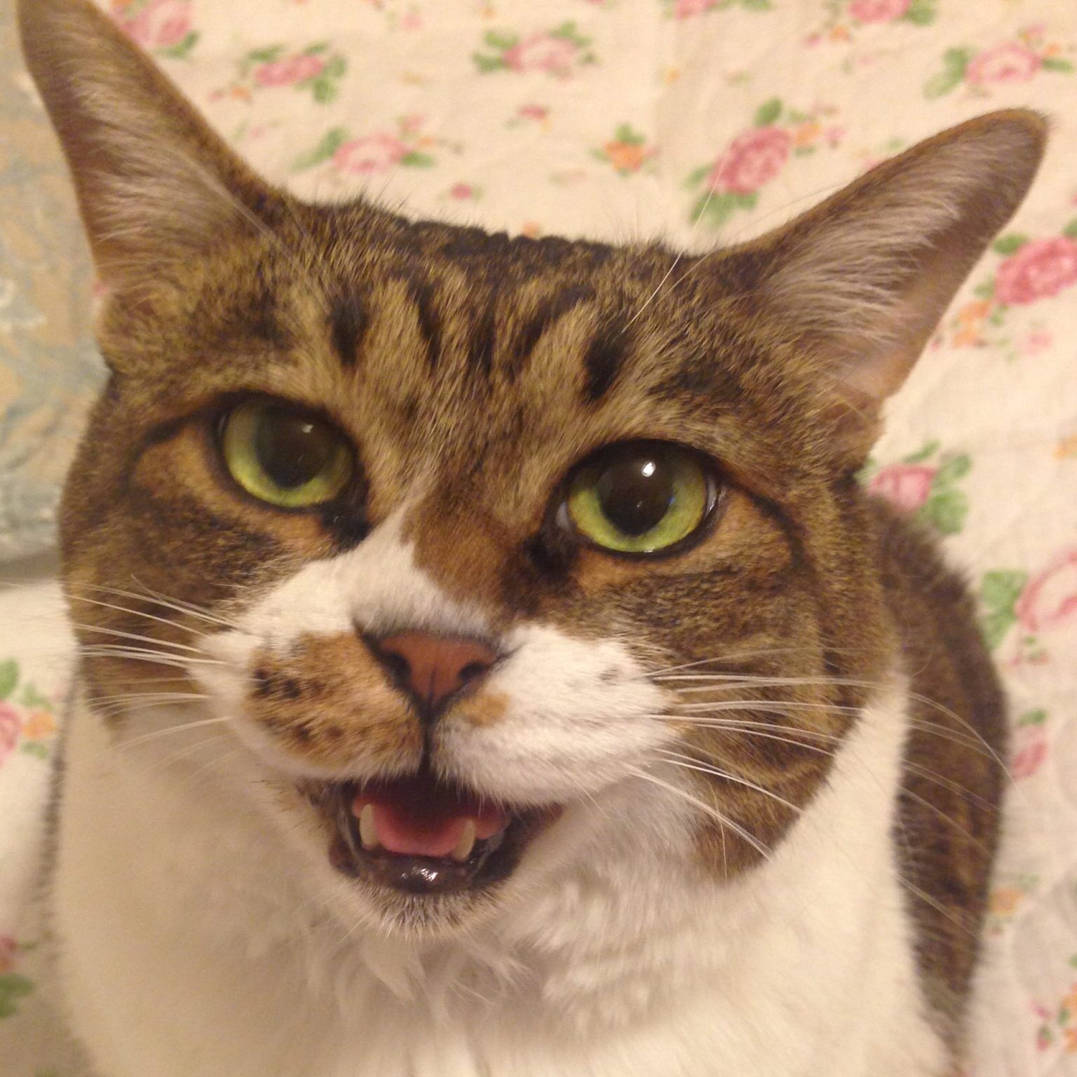 こころみたすペット思い出セレモニーにて葬儀したペットちゃん | チョコちゃん