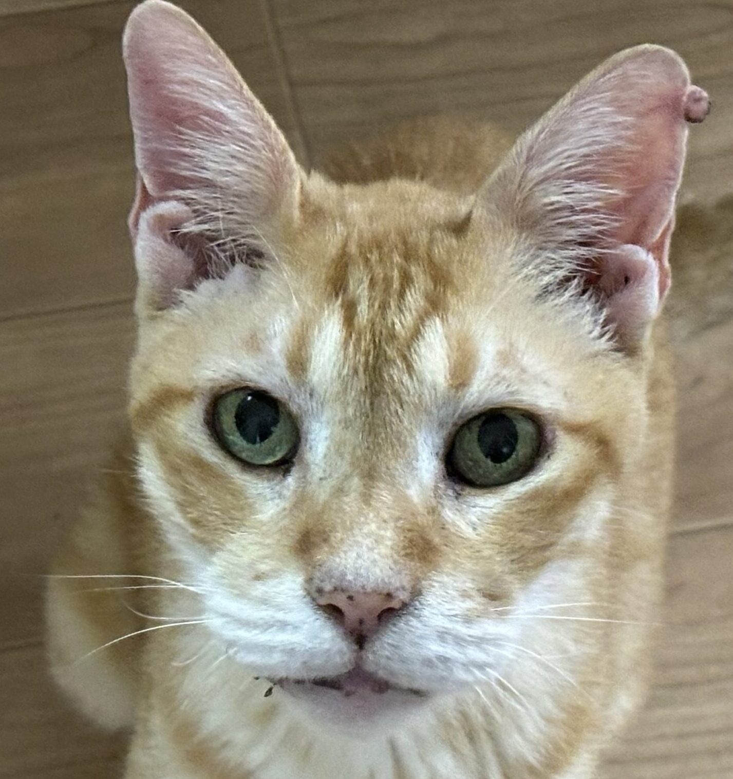 こころみたすペット思い出セレモニーにて葬儀したペットちゃん | そらくん