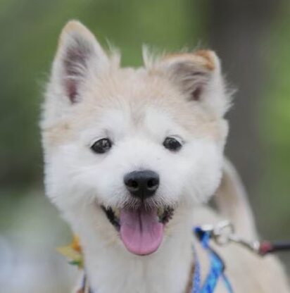 こころみたすペット思い出セレモニーにて葬儀したペットちゃん | リクくん