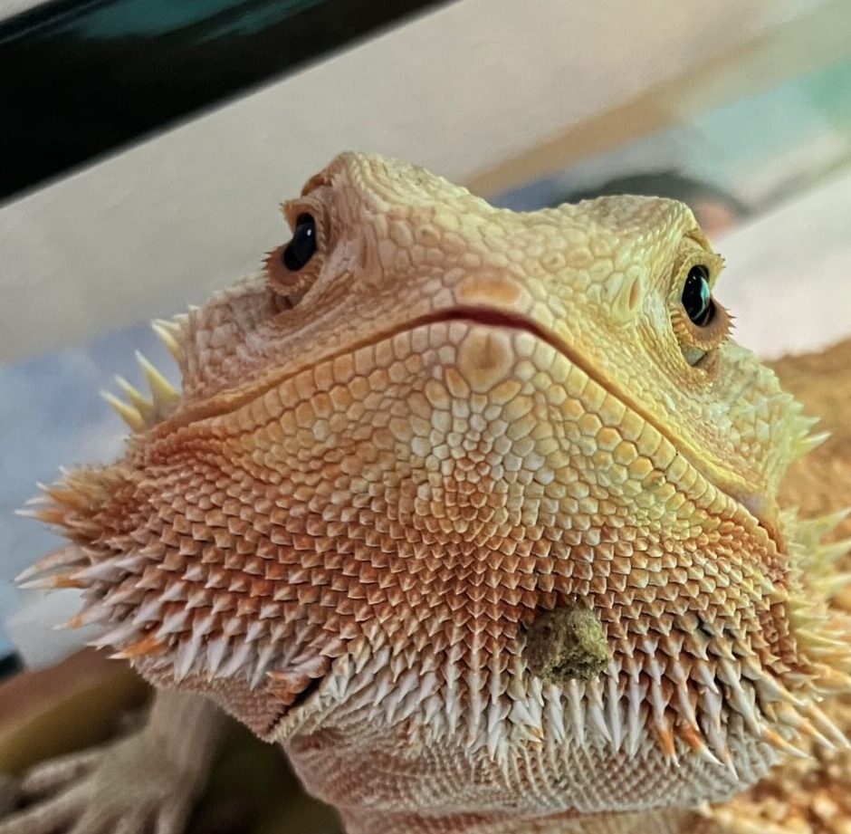 こころみたすペット思い出セレモニーにて葬儀したペットちゃん | フットンくん