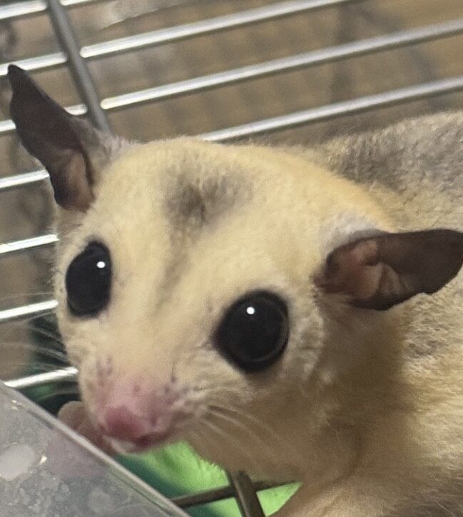 こころみたすペット思い出セレモニーにて葬儀したペットちゃん | チョロちゃん