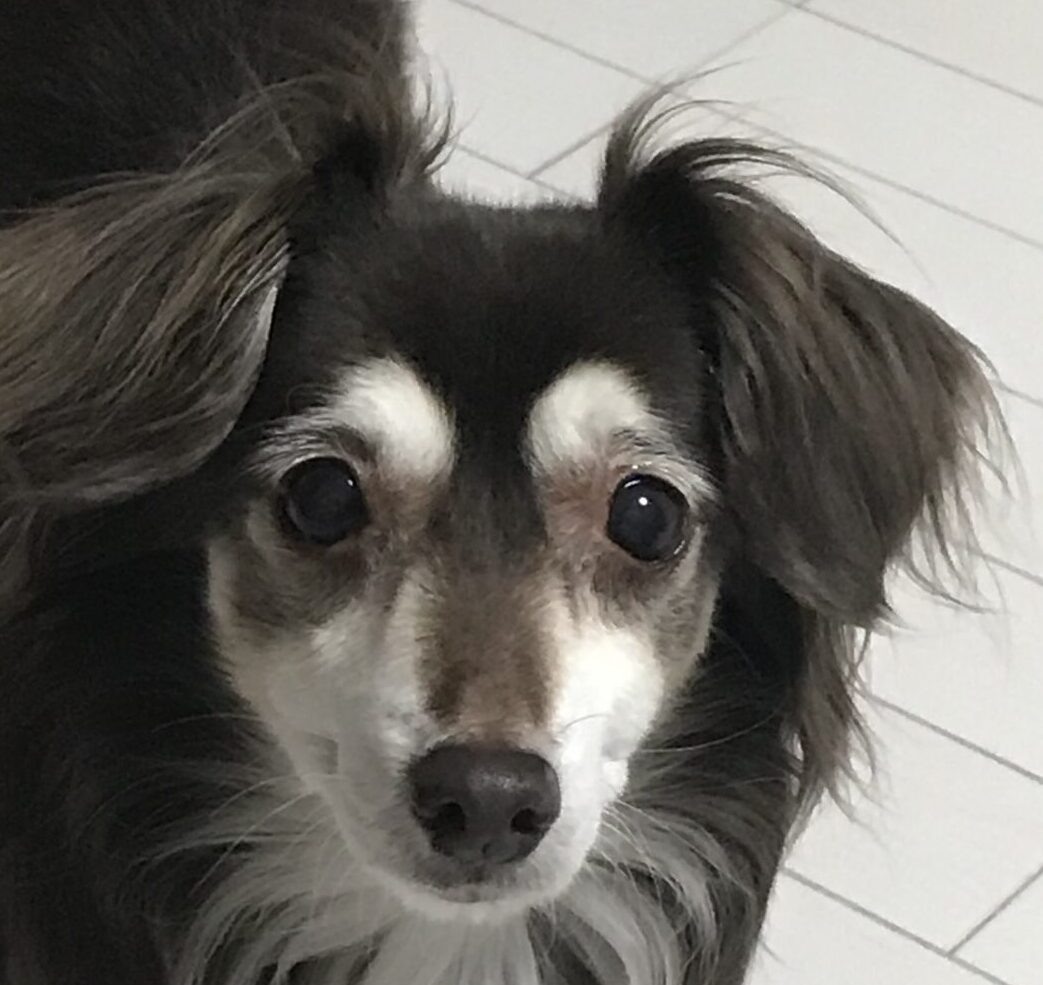 こころみたすペット思い出セレモニーにて葬儀したペットちゃん | チョコちゃん