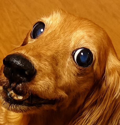 来夢ちゃん | こころみたす ペット思い出セレモニー