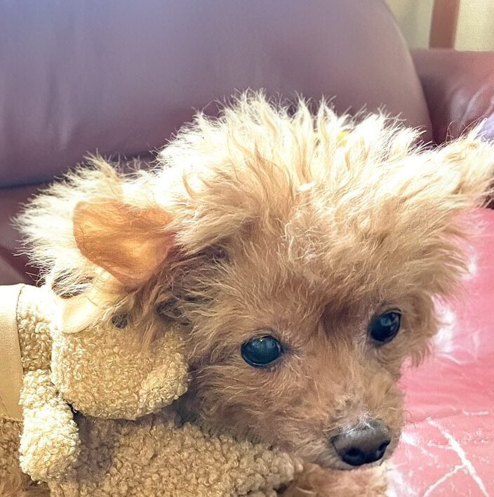 こころみたすペット思い出セレモニーにて葬儀したペットちゃん | マロンちゃん