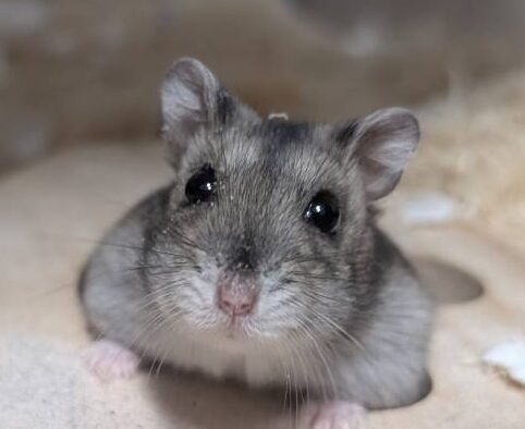 あずきちゃん | こころみたす ペット思い出セレモニー