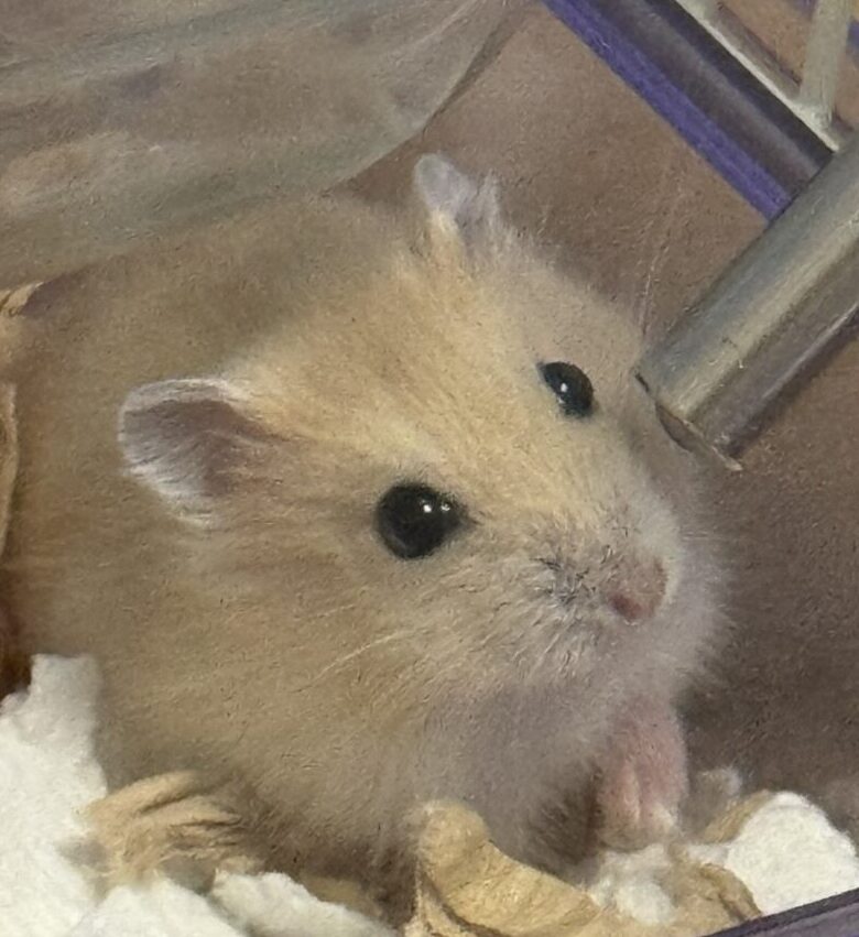 こころみたすペット思い出セレモニーにて葬儀したペットちゃん | べるちゃん